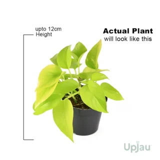 Golden Pothos2