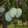 Katimon Mango