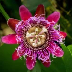 Rakhi bel maroon passion flower plant sapling