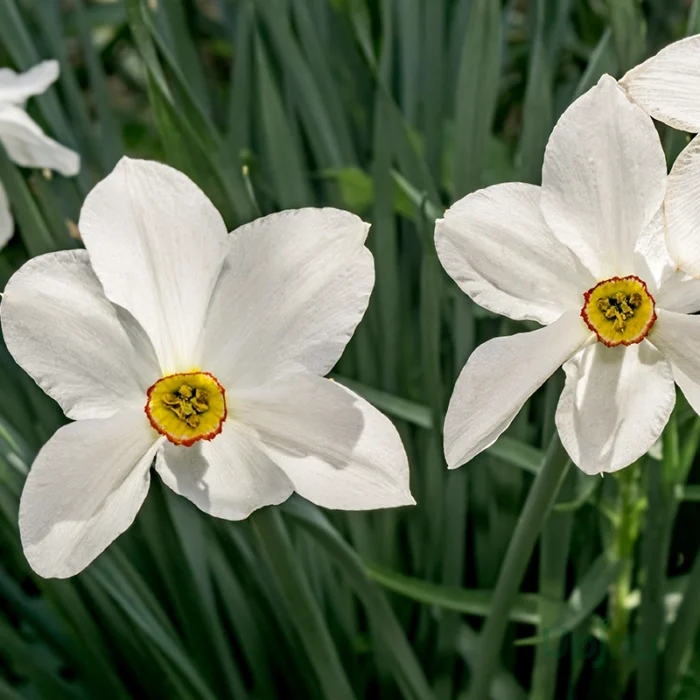 Nargis flower bulb