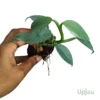 Silver Sword Plant Philodendron