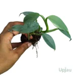 Buy Philodendron Silver Sword Plant (Philodendron Hastatum) Sapling Online in India