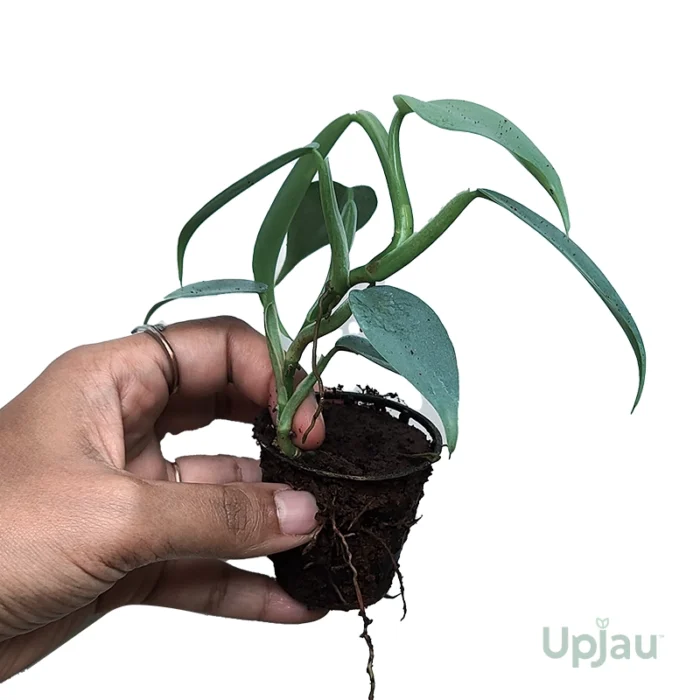 Philodendron Plant (Combo of 4) - Image 6