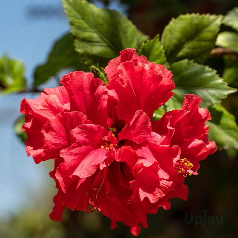 Red hibiscus