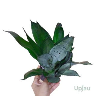 Sansevieria-Moonlight-Snake-Plant