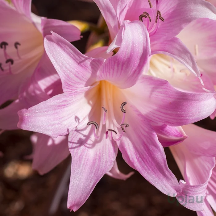 amaryllis belladonna lily