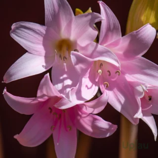 amaryllis-belladonna-lily-flower