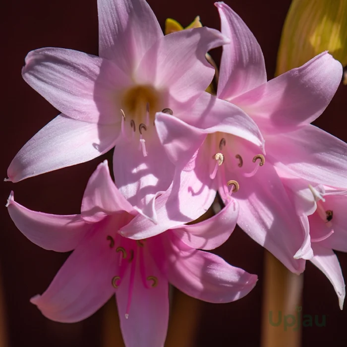 amaryllis belladonna lily flower