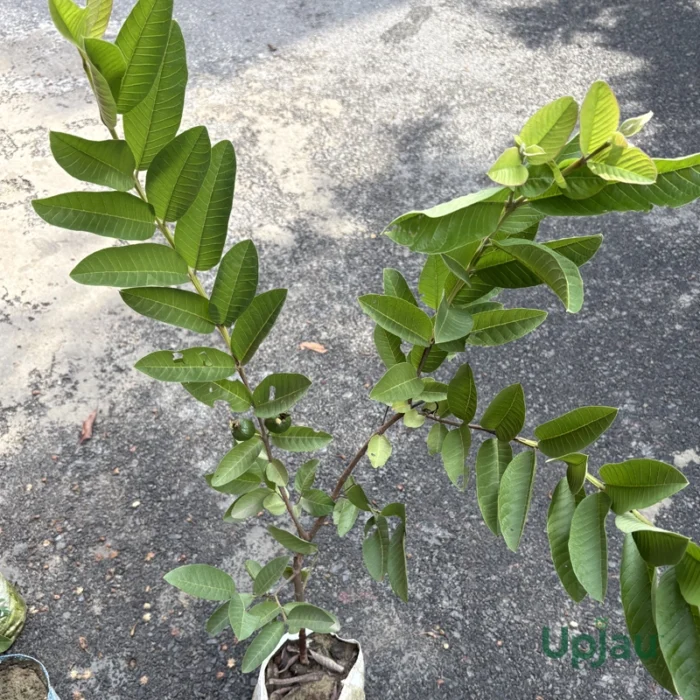 Taiwan Pink Guava Plant (Big size Grafted) - Image 2