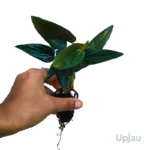 Black Money Plant (Pothos Black / Black Marble Money Plant) sapling