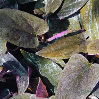 black-money-plant-pothos