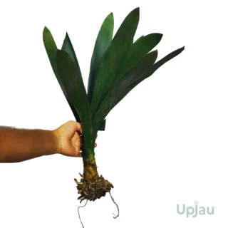 bush-lily