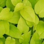 Buy Golden Money Plant / Golden Pothos (Sapling) Online In India