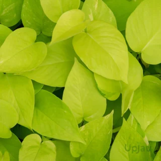 buy-golden-money-plant-pothos