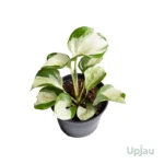 Money Plant / Pothos (Sapling) — Buy Money Plant Online (Epipremnum aureum)