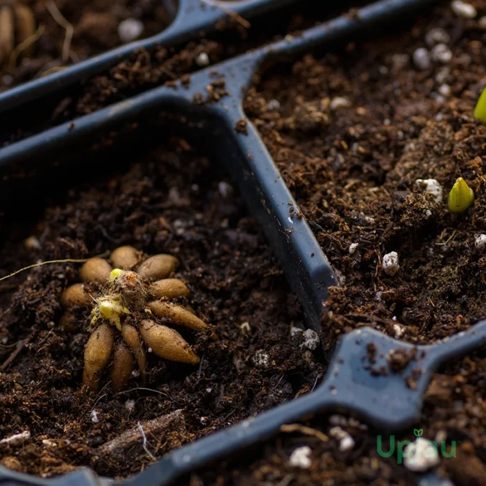 buy ranunculus bulbs