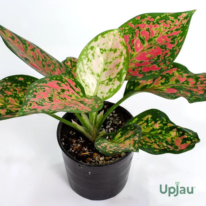 Aglaonema China Valentine - Image 2