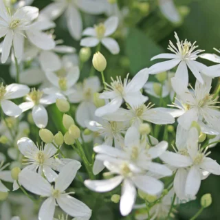 clematis-vine-white