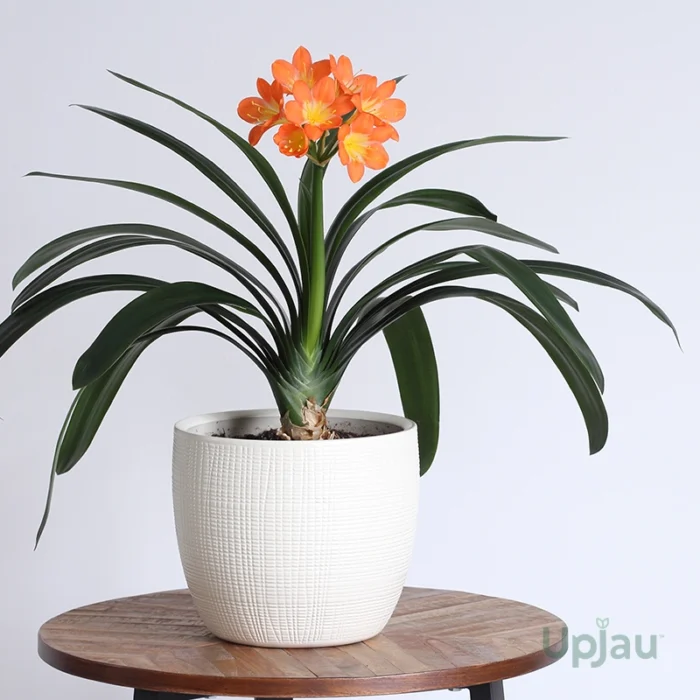 clivia bulb