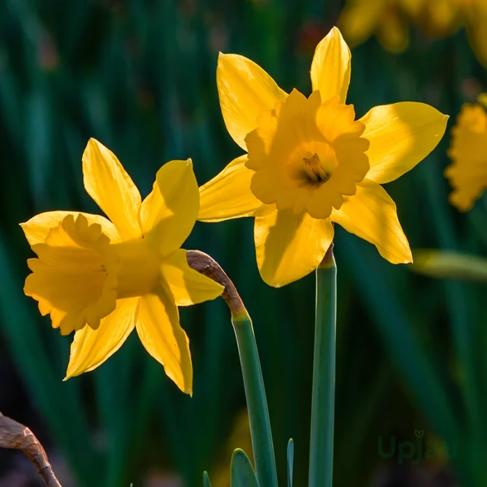 daffodil bulbs