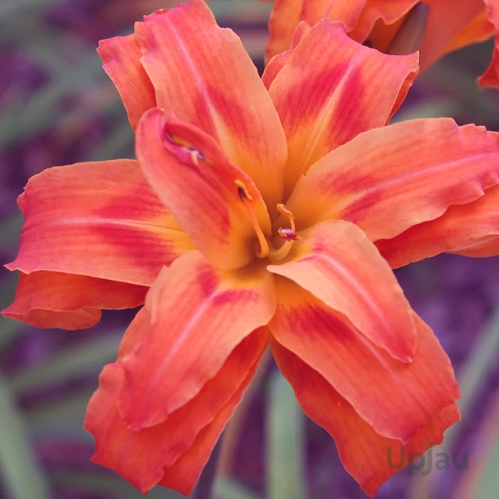 daylily bulbs