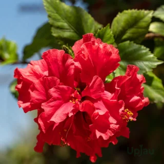 double-petal-red-hibiscus-plant-sapling