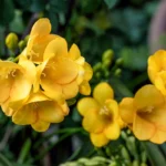 Yellow Freesia Bulb