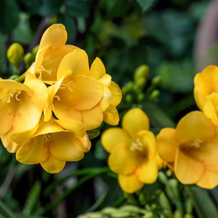 Freesia Bulbs