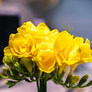 freesia-yellow-bulbs