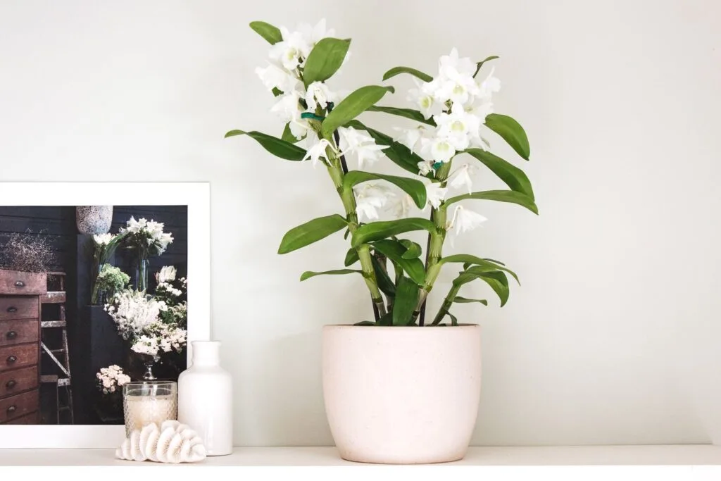 How To Grow Dendrobium Orchids