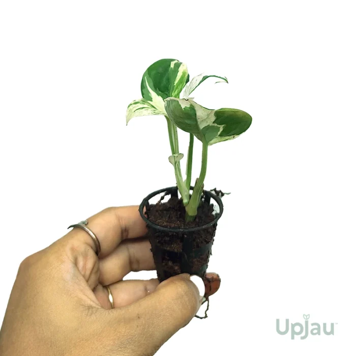 Money Plant / Pothos (Sapling) - Image 3