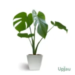 Buy Swiss Cheese Monstera Plant sapling online in India