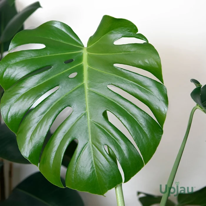 Swiss cheese monstera plant