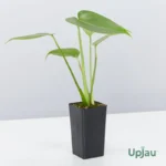 Monstera Swiss Cheese Plant - Big