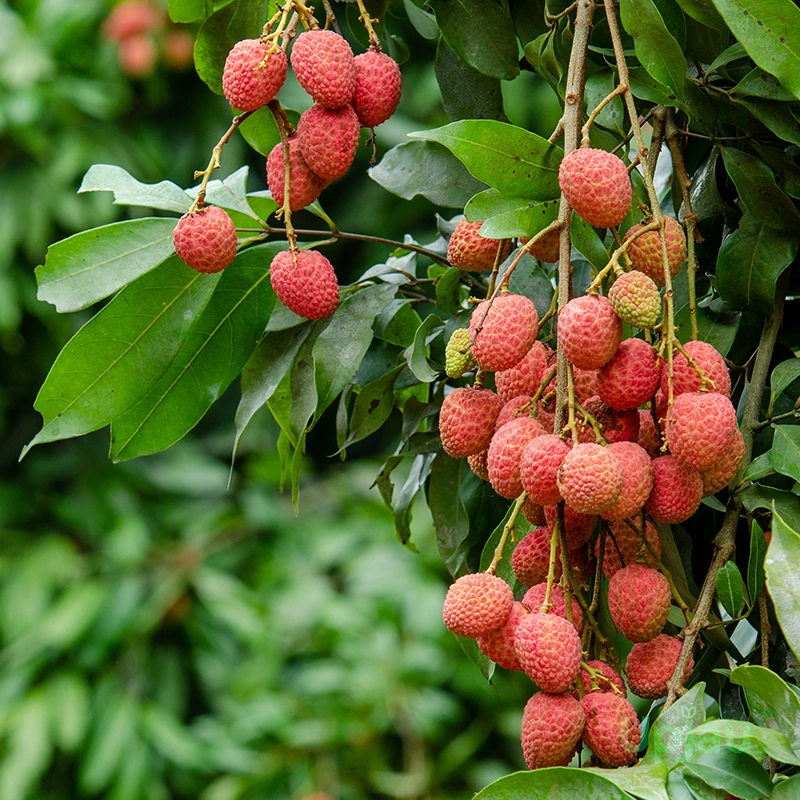 muzaffarpur-litchi-plant