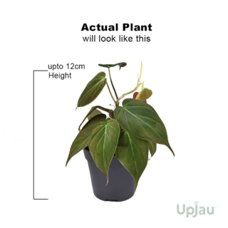 philodendron-oxycardium-black
