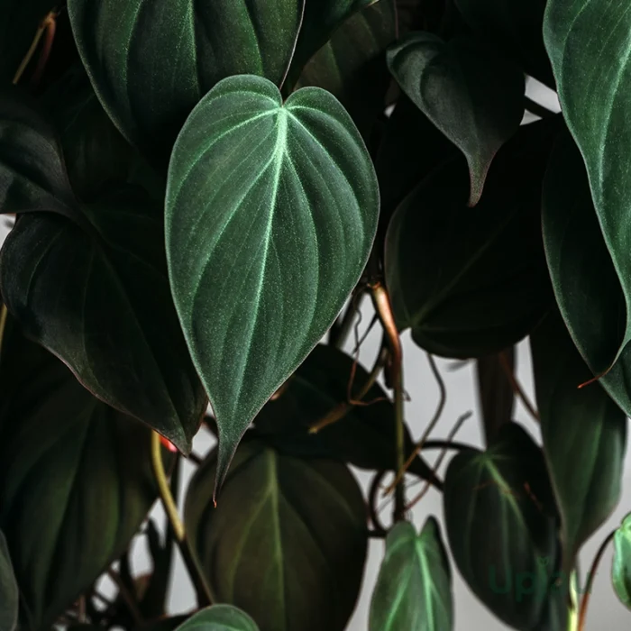 Philodendron Oxycardium Black Money Plant