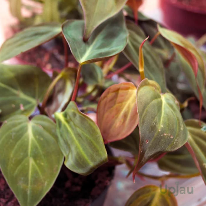 philodendron oxycardium plant