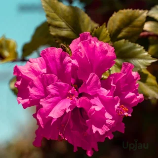 double petal pink hibiscus plant
