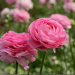 Pink Ranunculus buttercup bulbs flower blooming