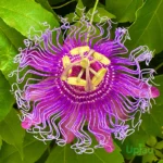 Buy Purple Passion Flower Plant (Rakhi Bel Krishna Kamal) online in India