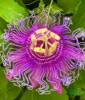 purple passion flower plant upjau india