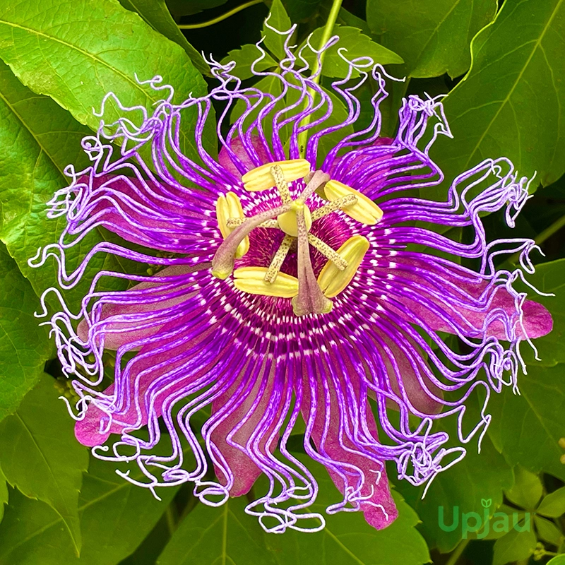 purple-passion-flower-plant-upjau-india