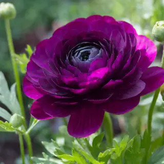 purple-ranunculus-flower-bulbs-india