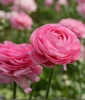 ranunculus bulbs online