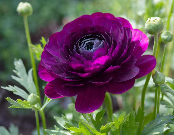 purple ranunculus flower bulbs