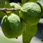 Red Diamond Guava Plant (Seedless Guava- Grafted)