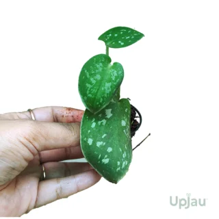 silver-money-plant