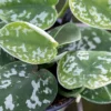 Silver Money Plant