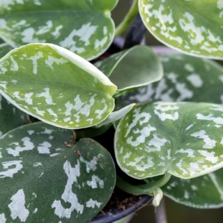 silver-satin-money-plant